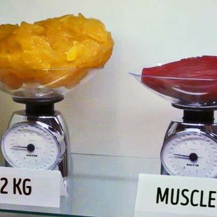 fat vs muscle